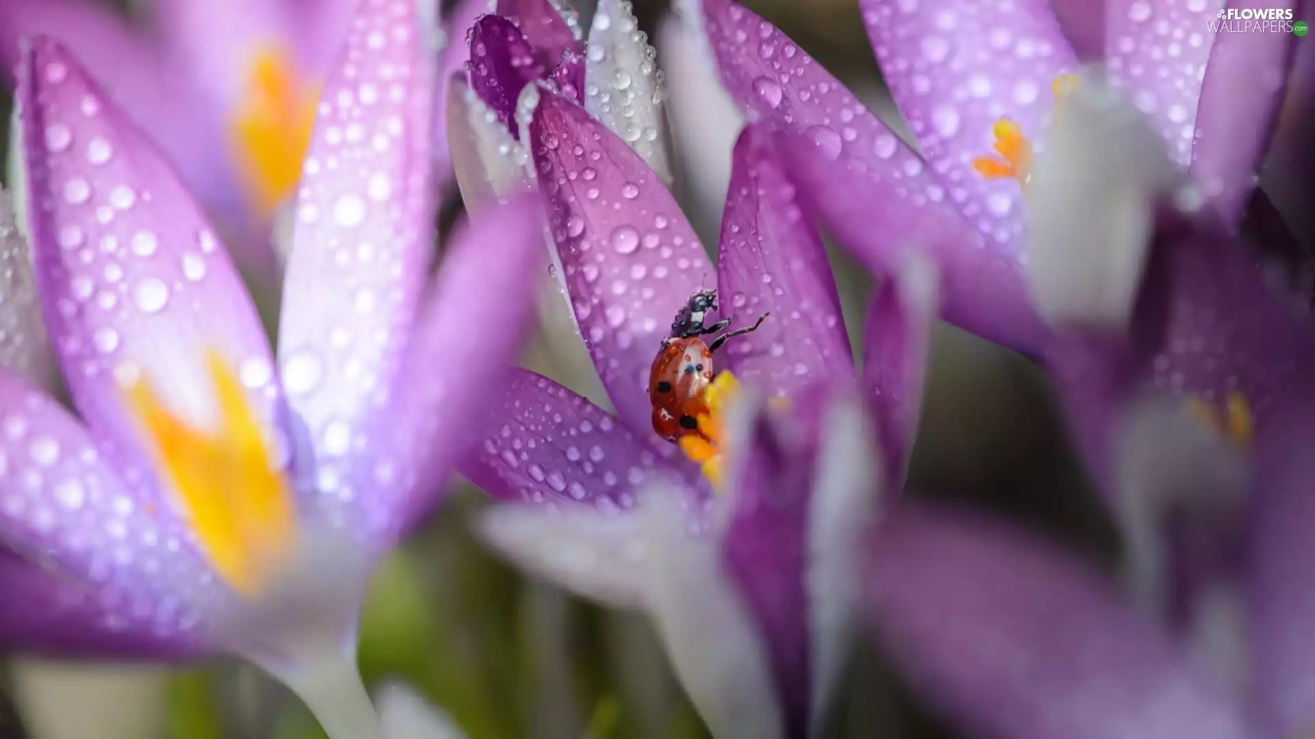 drops, blur, purple, colchicums, ladybird