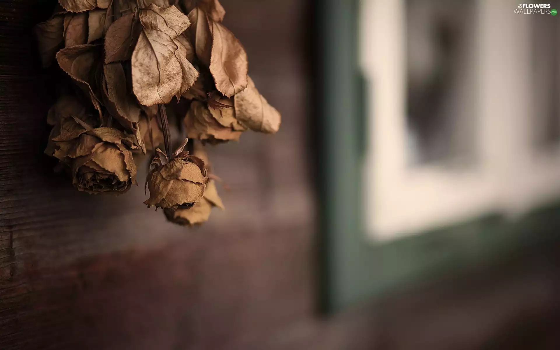 blur, dried, roses
