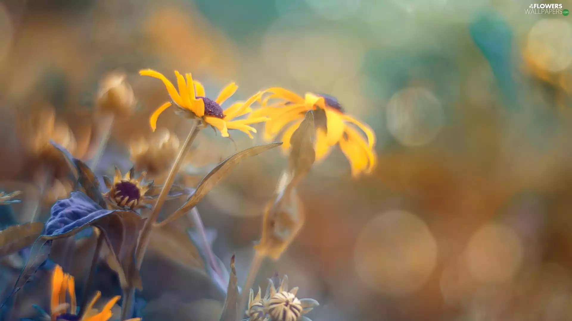 blur, Flowers, Rudbeckia
