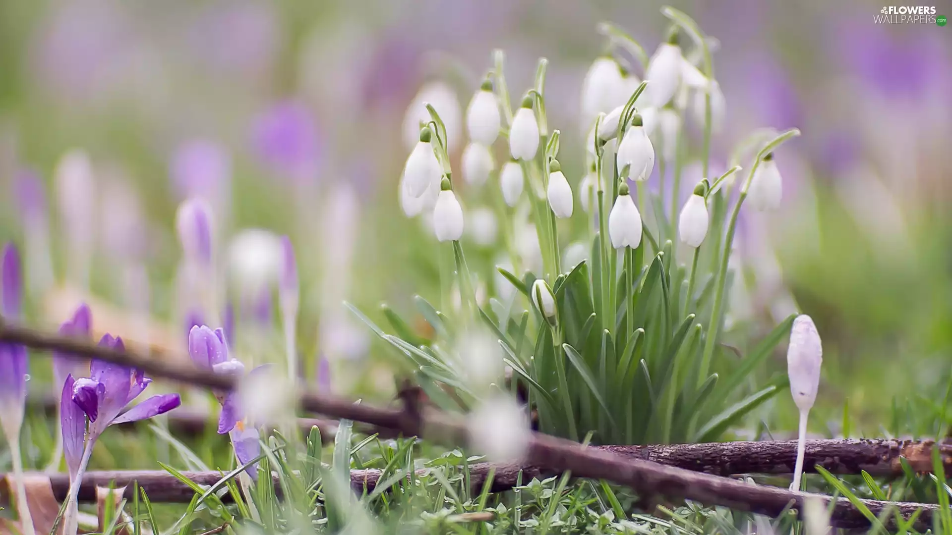 blur, crocuses, snowdrops