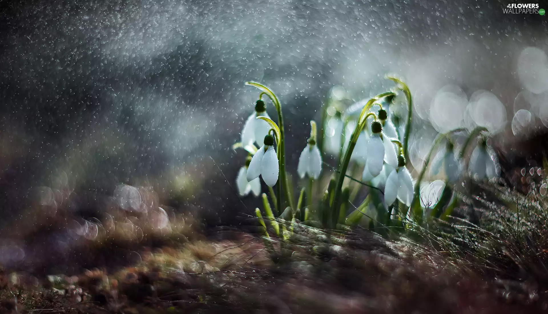 blur, Flowers, snowdrops
