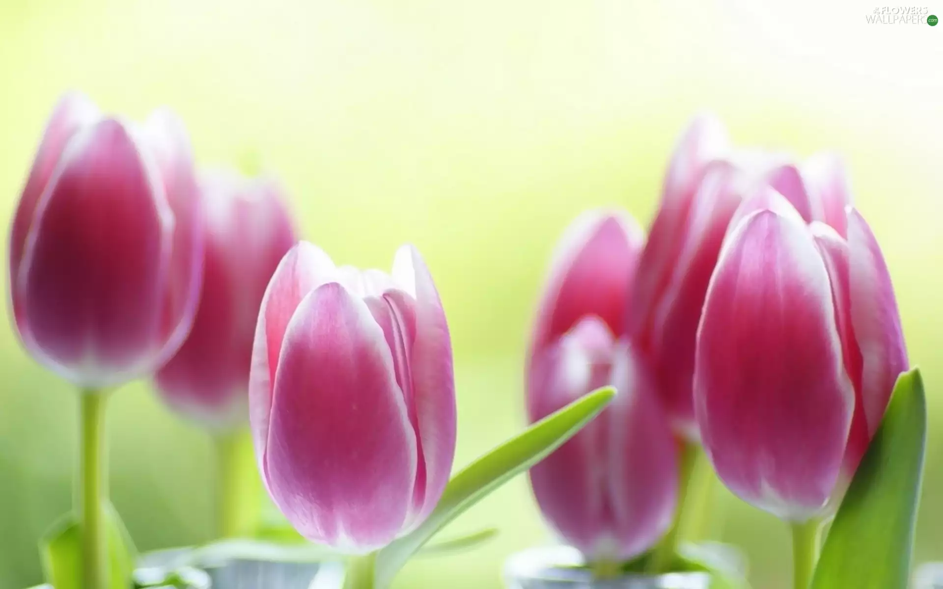 blur, Pink, Tulips