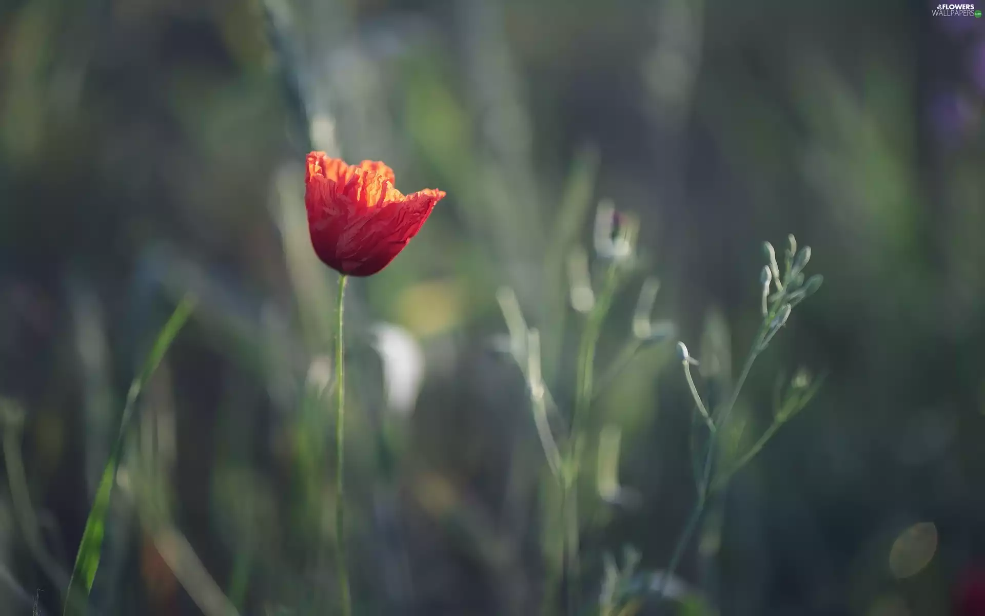 Colourfull Flowers, grass, blur, red weed