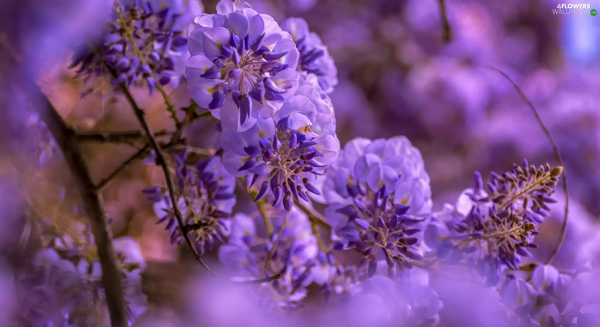 blur, Violet, wistaria