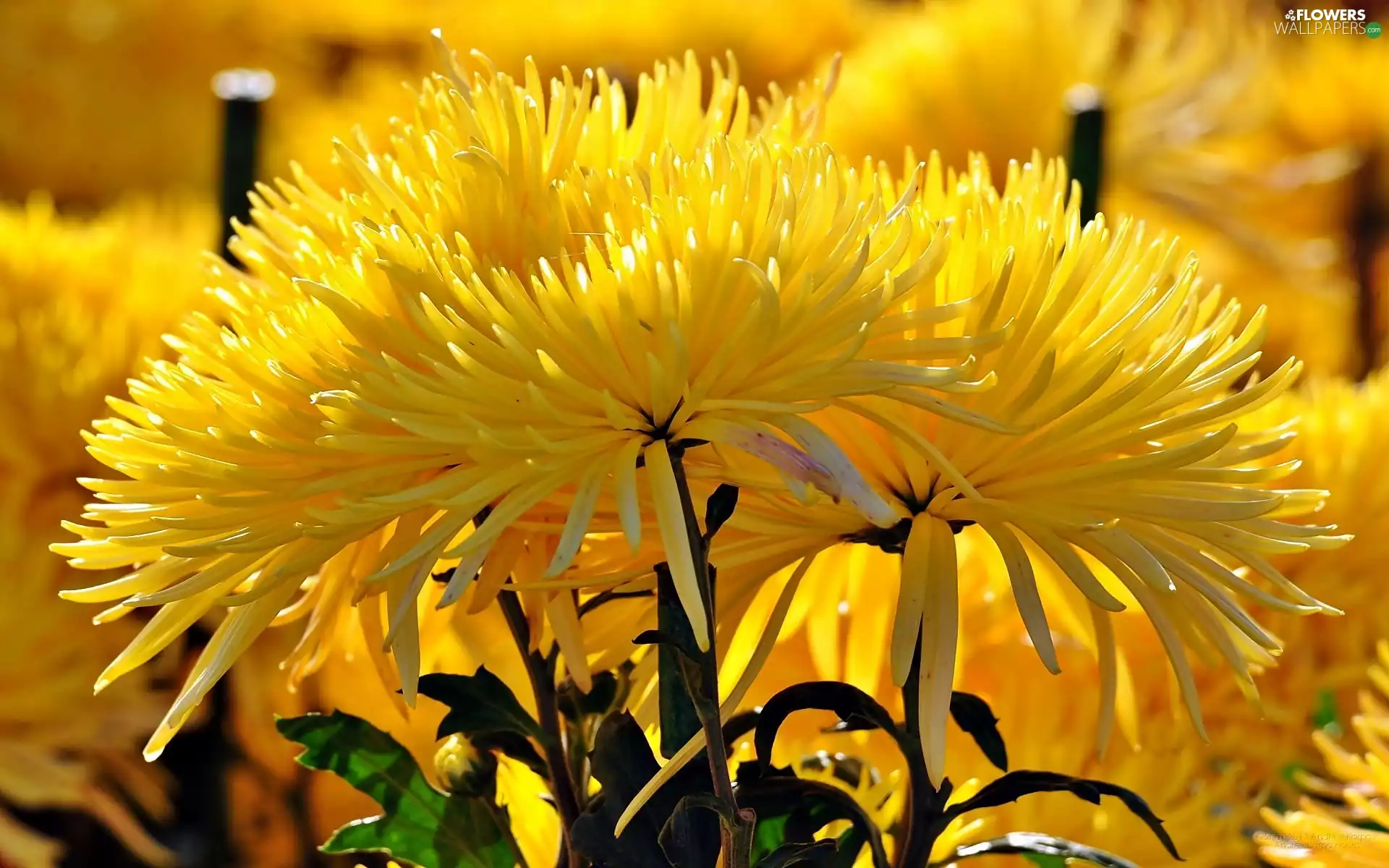 Yellow, Needle, blur, Chrysanthemums
