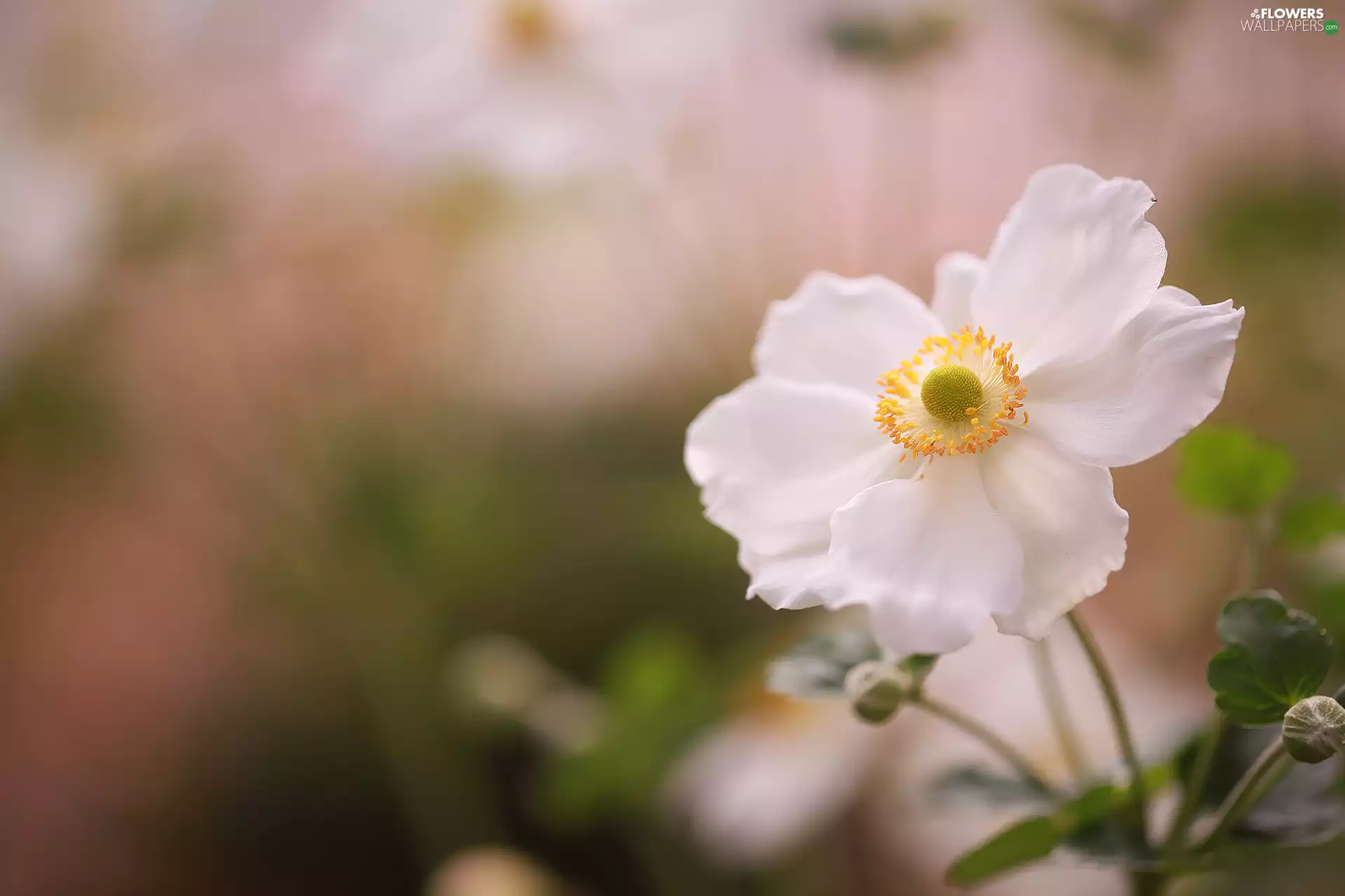 White, Colourfull Flowers, blurry background, anemone