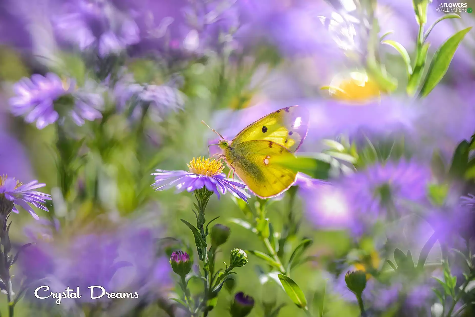 purple, Yellow, Aster, blurry background, Flowers, butterfly