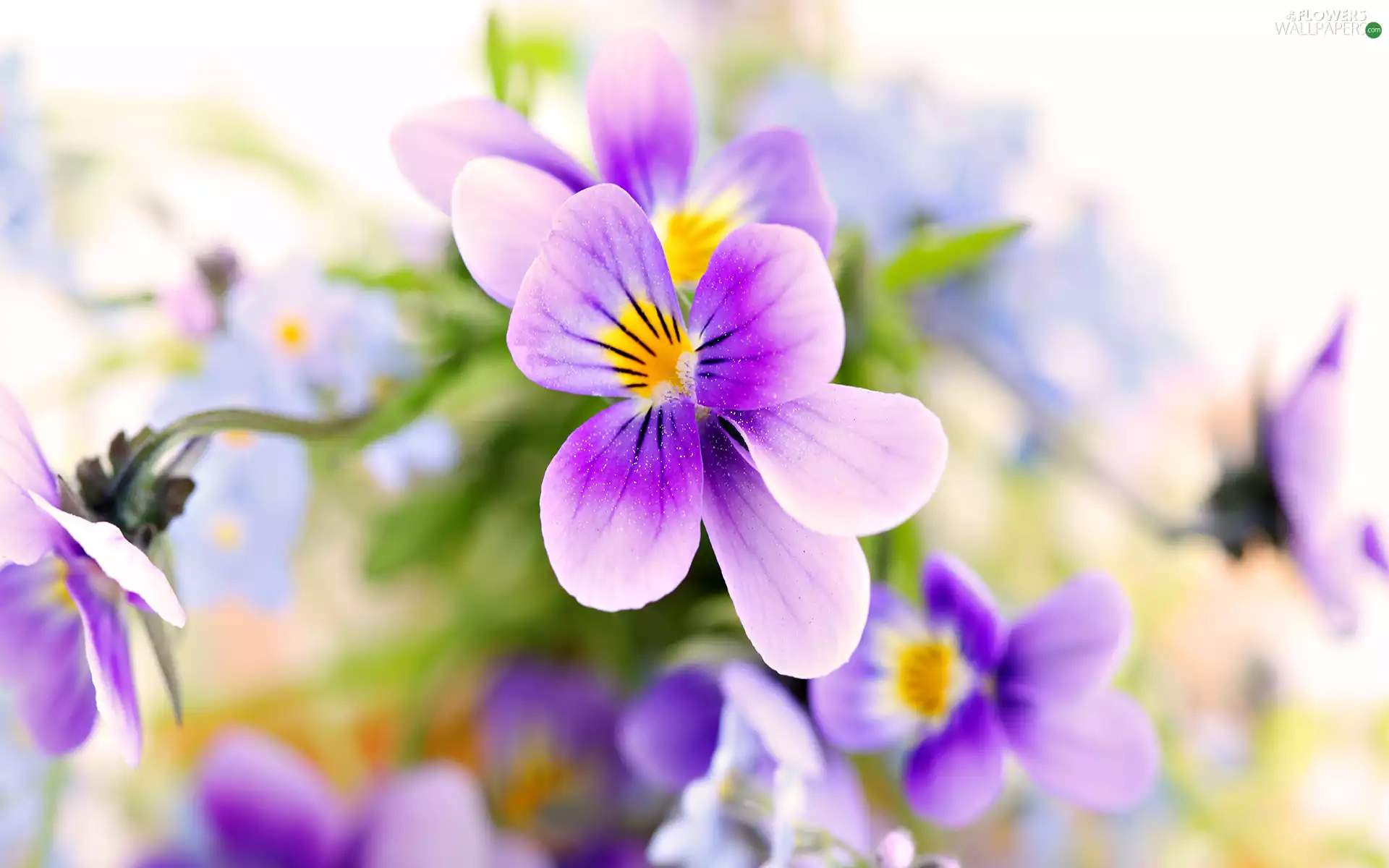 Flowers, Blurry Background, Spring, pansies