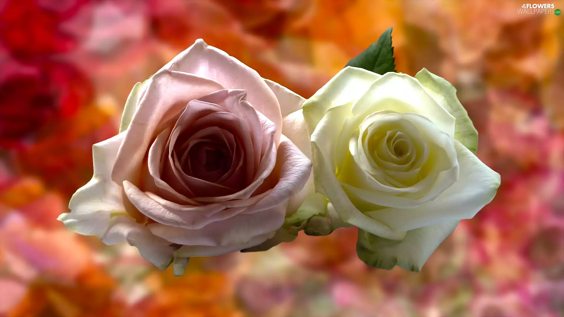 Flowers, blurry background, graphics, roses