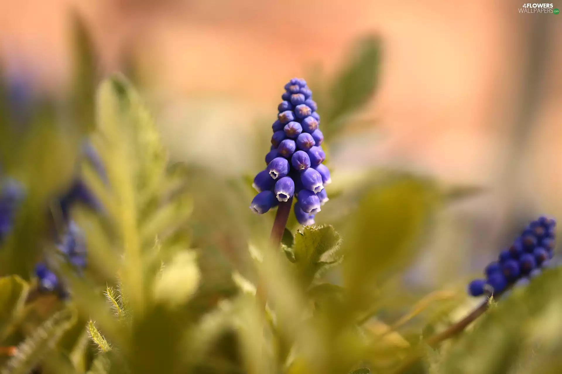 Muscari, Colourfull Flowers, blurry background, blue