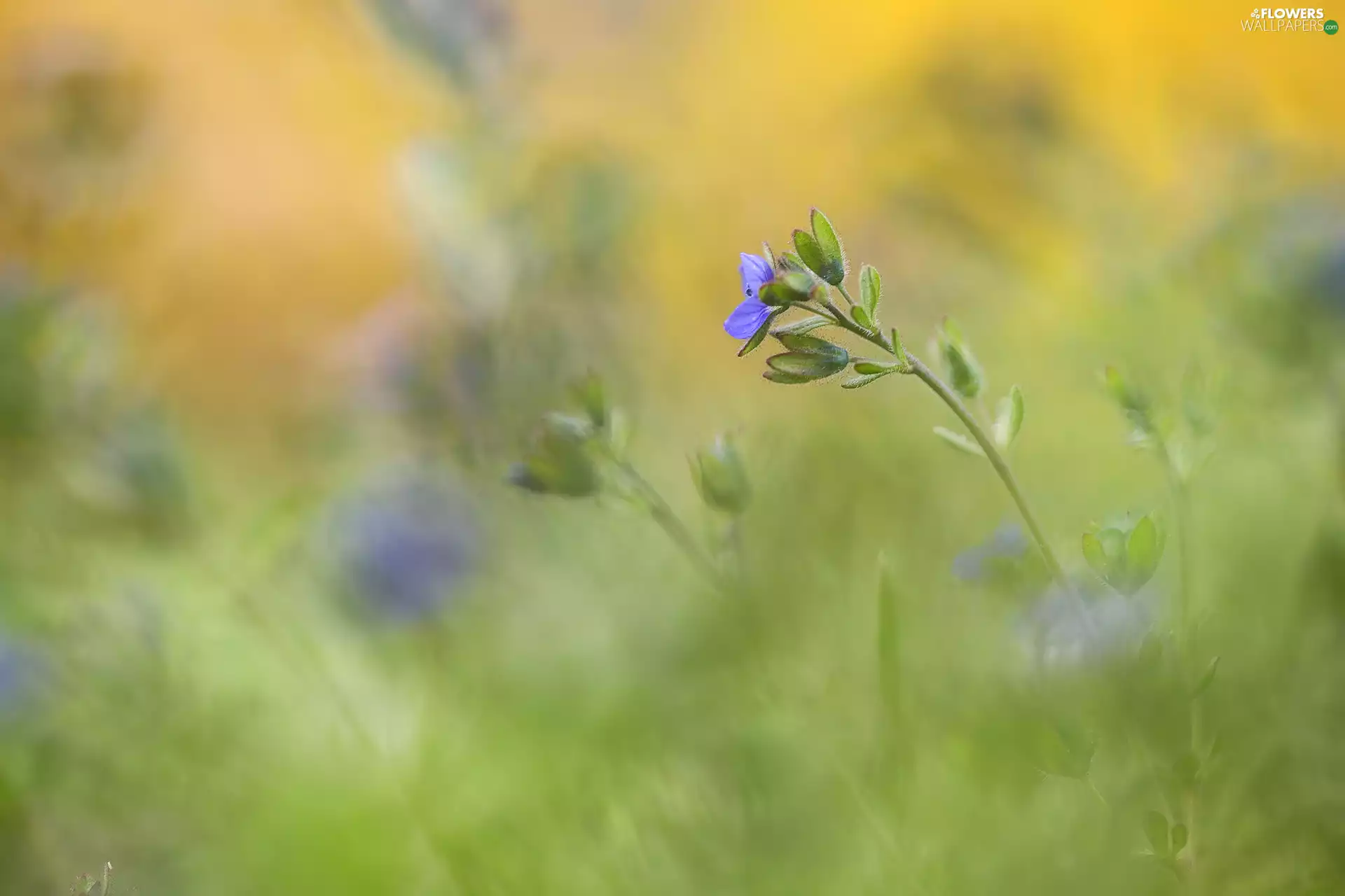 speedwell, Colourfull Flowers, blurry background, blue