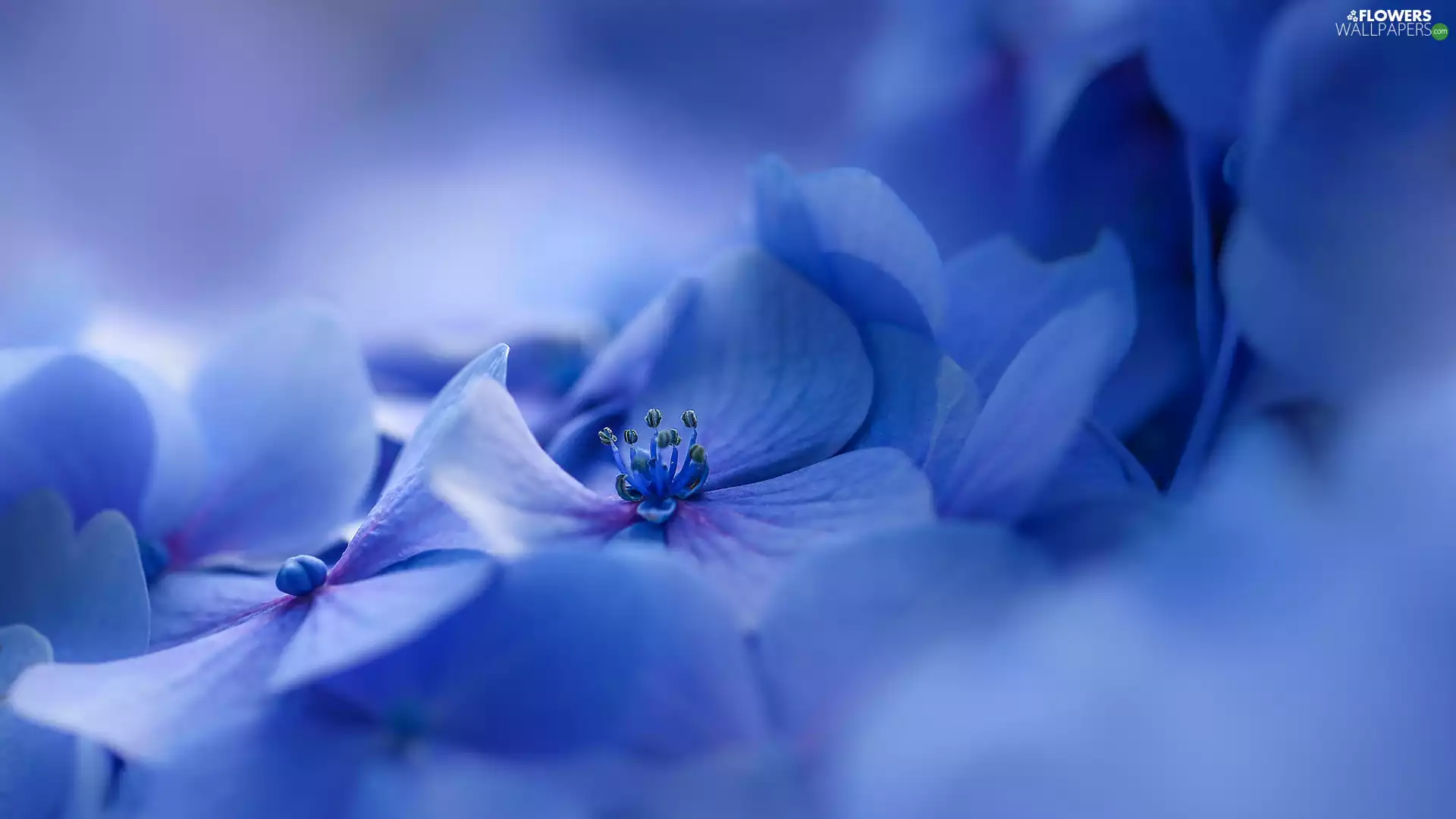Blue, hydrangea, blurry background, Flowers - Flowers ...
