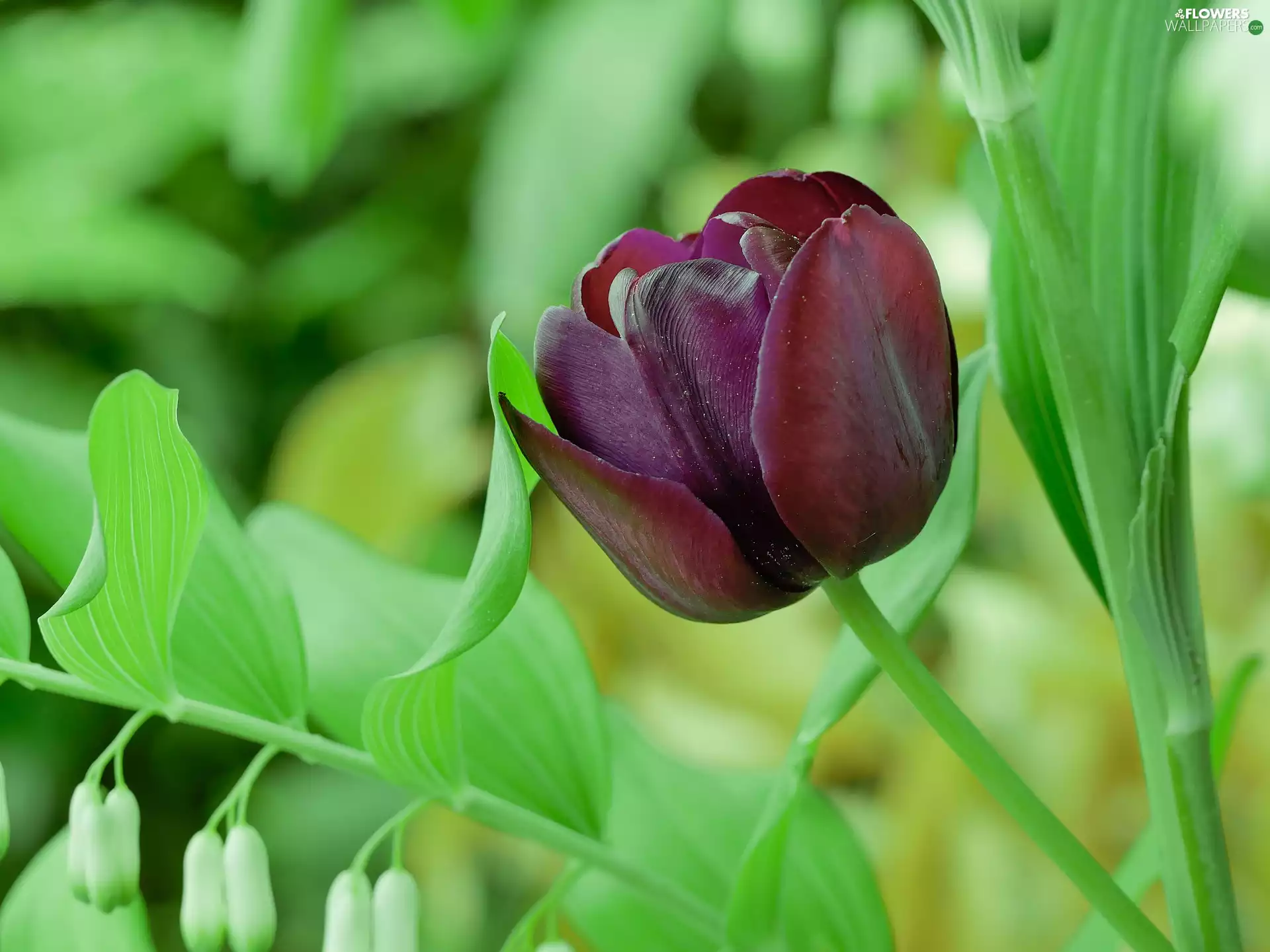Colourfull Flowers, tulip, blurry background, claret