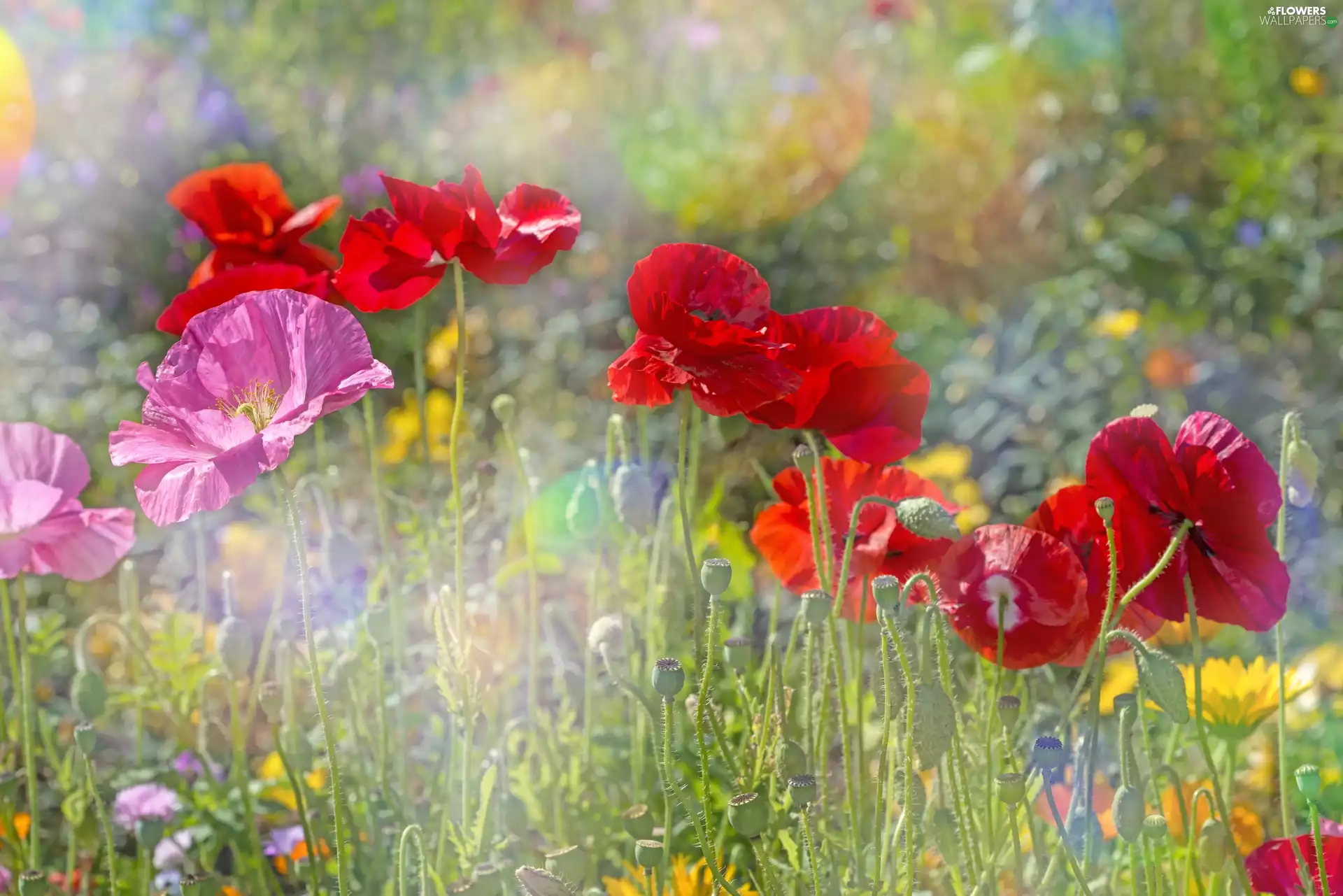 color, Meadow, blurry background, papavers