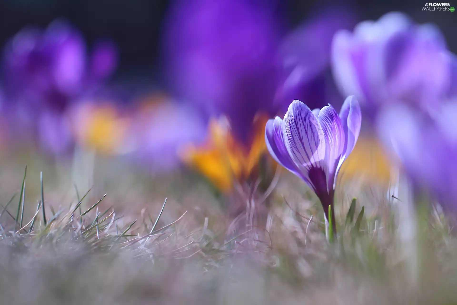 Violet, Colourfull Flowers, blurry background, crocus