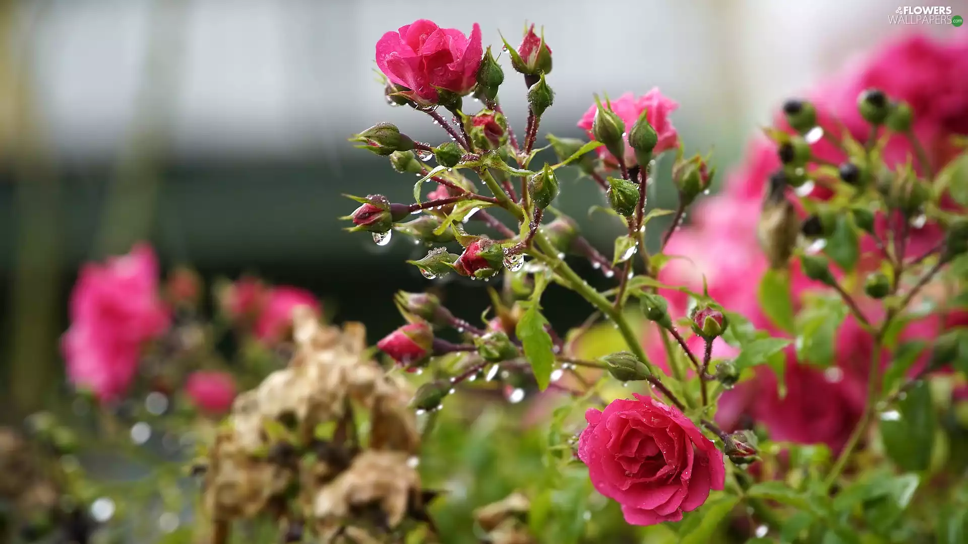 Buds, Blossoming, drops, blurry background, leaves, rose