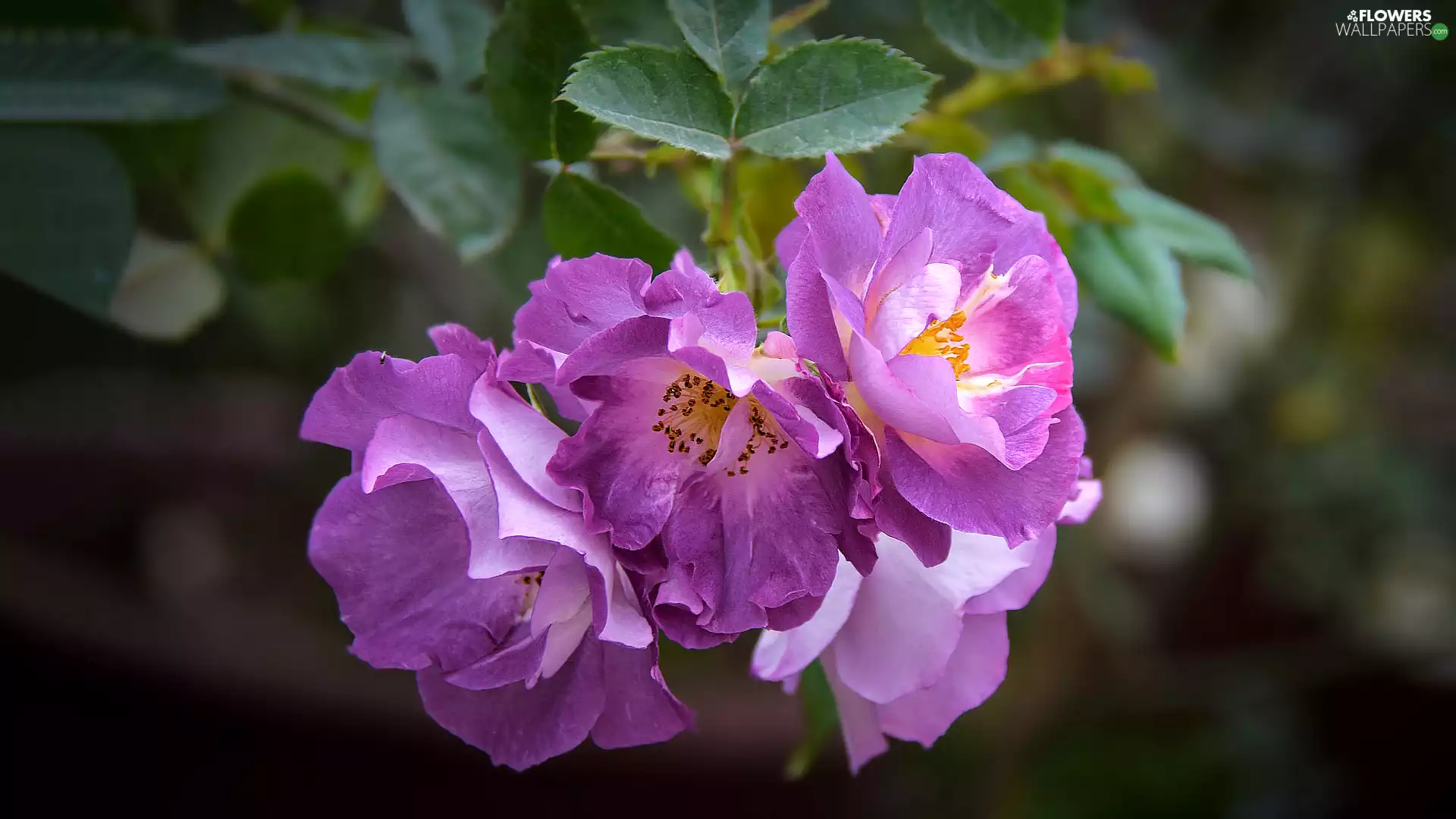 Light Purple, roses, blurry background, flourishing