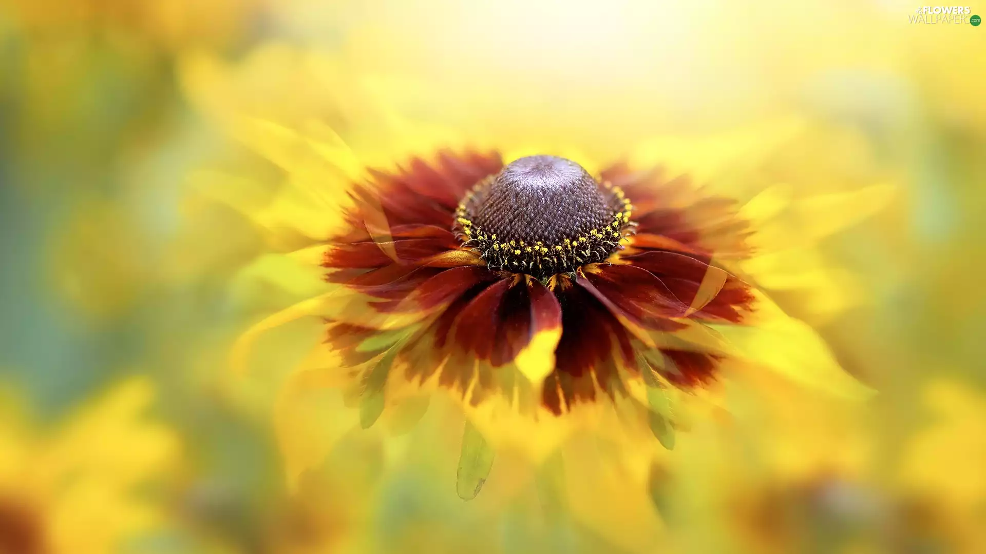 Colourfull Flowers, Close, blurry background, Helenium