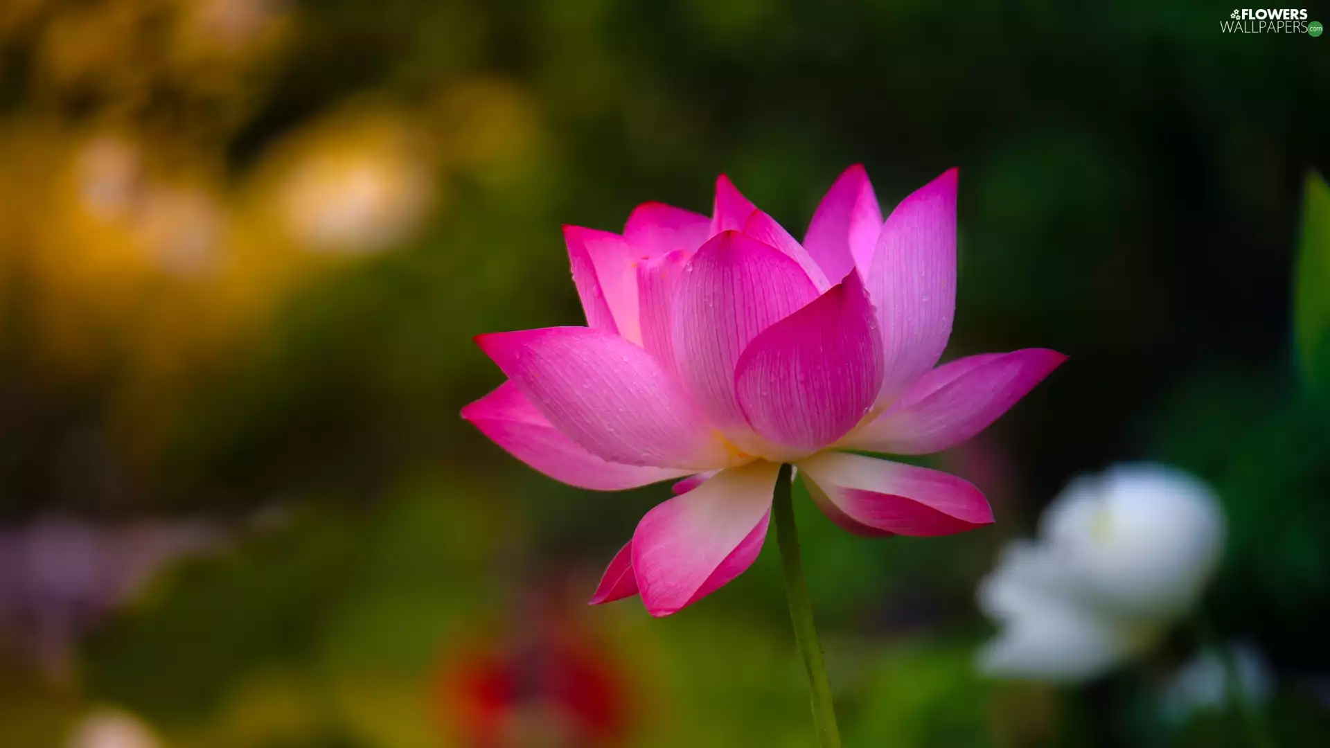 Colourfull Flowers, Pink, blurry background, lotus