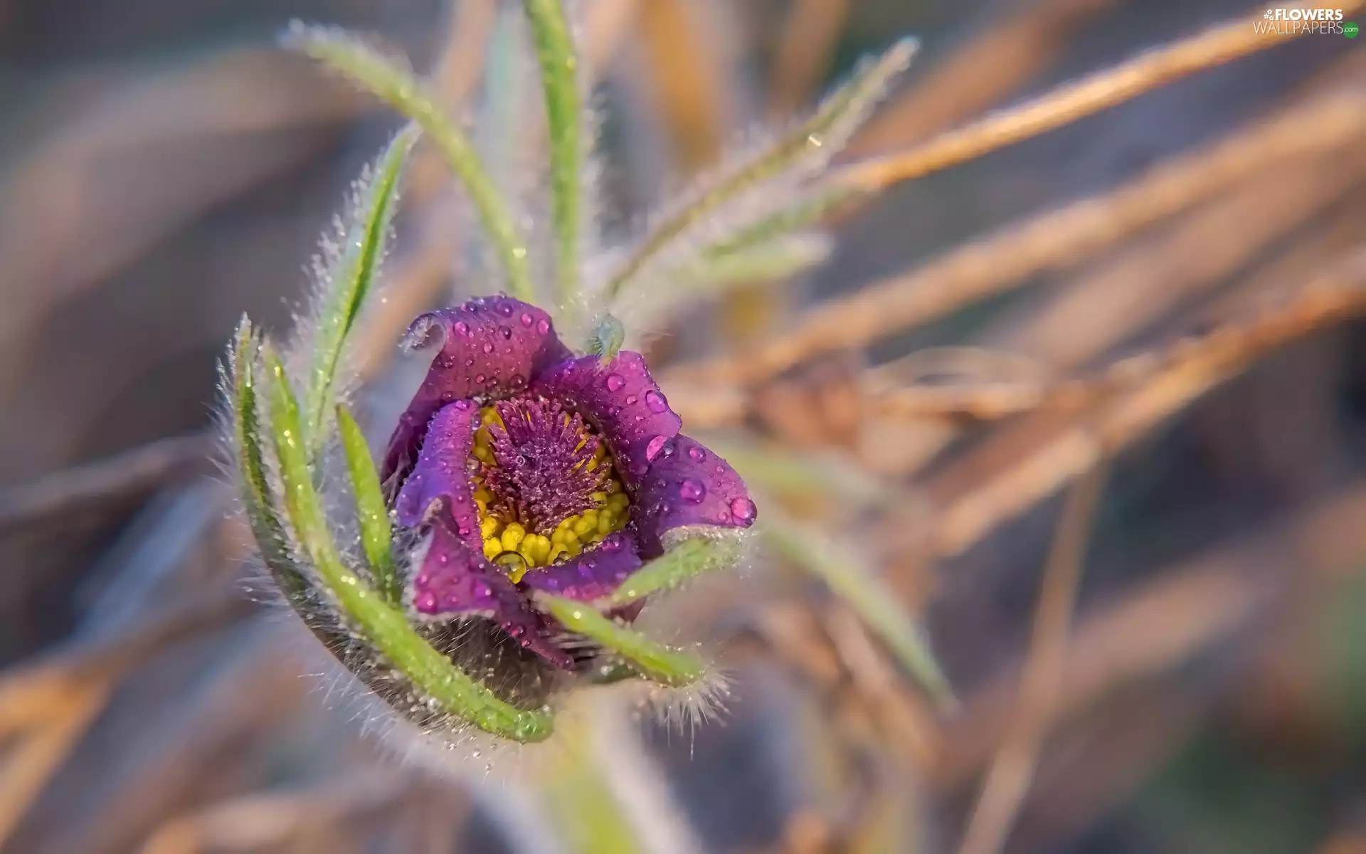 Colourfull Flowers, rapprochement, blurry background, pasque