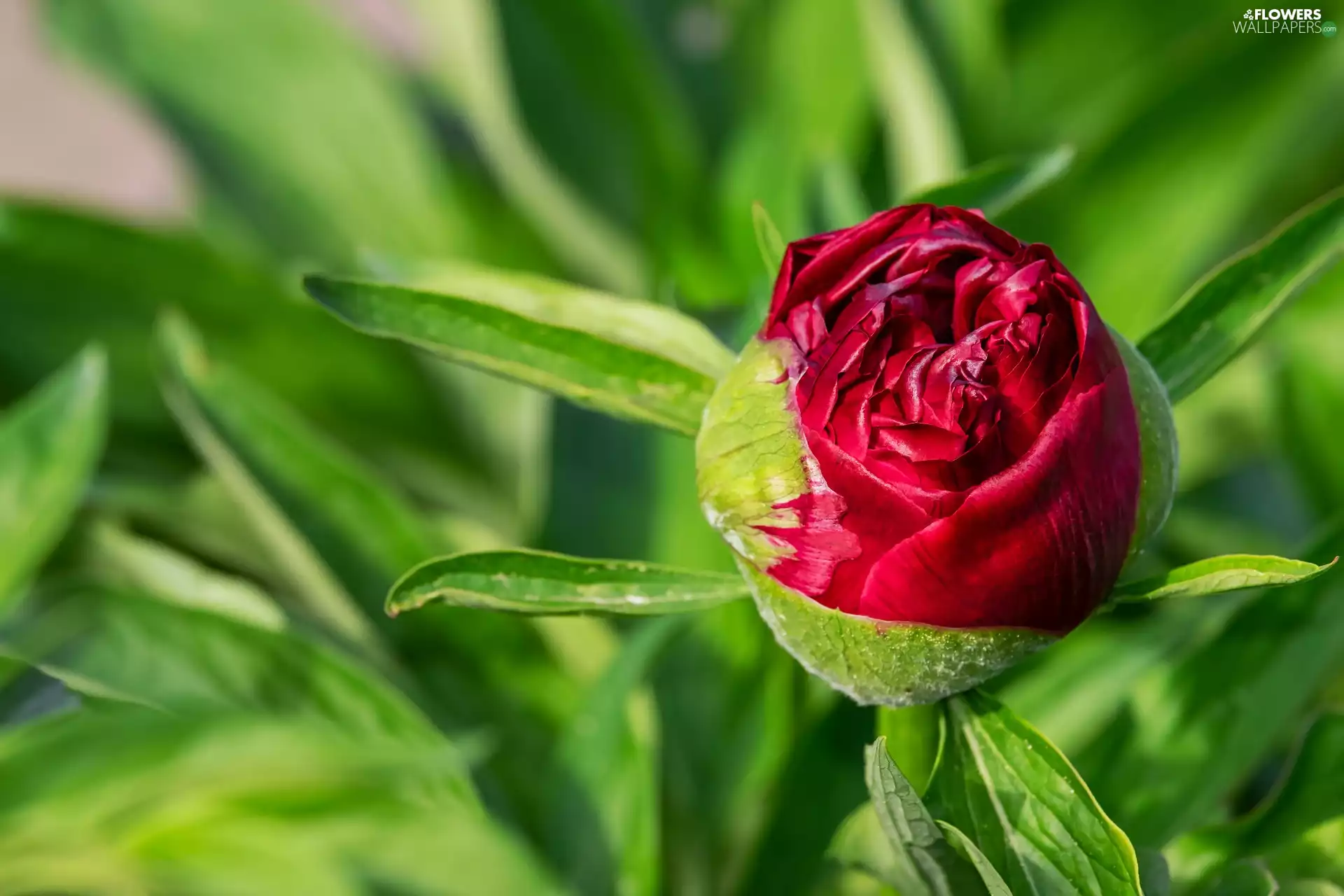 Colourfull Flowers, bud, blurry background, peony