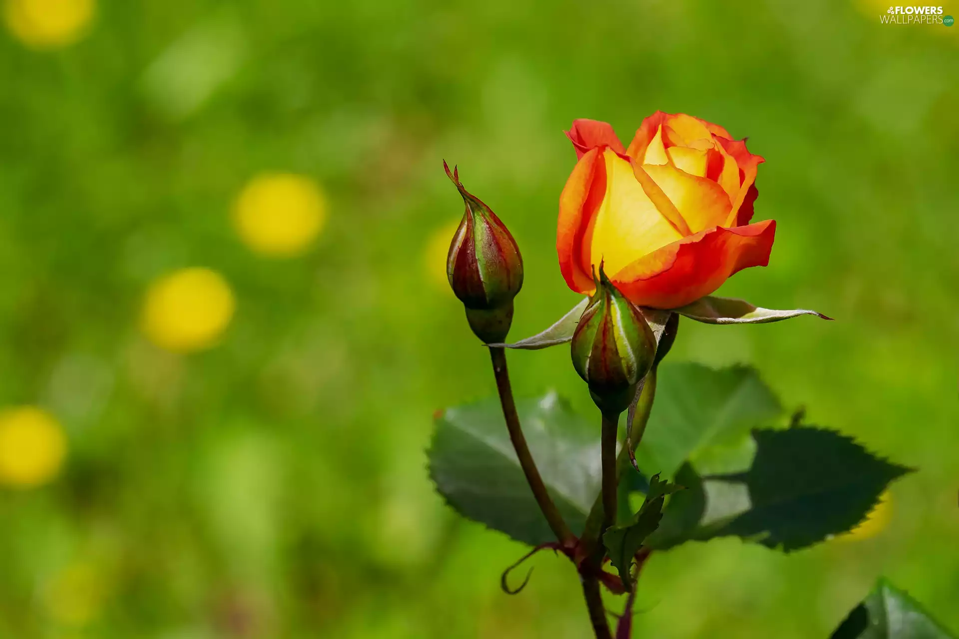 Colourfull Flowers, Buds, blurry background, rose