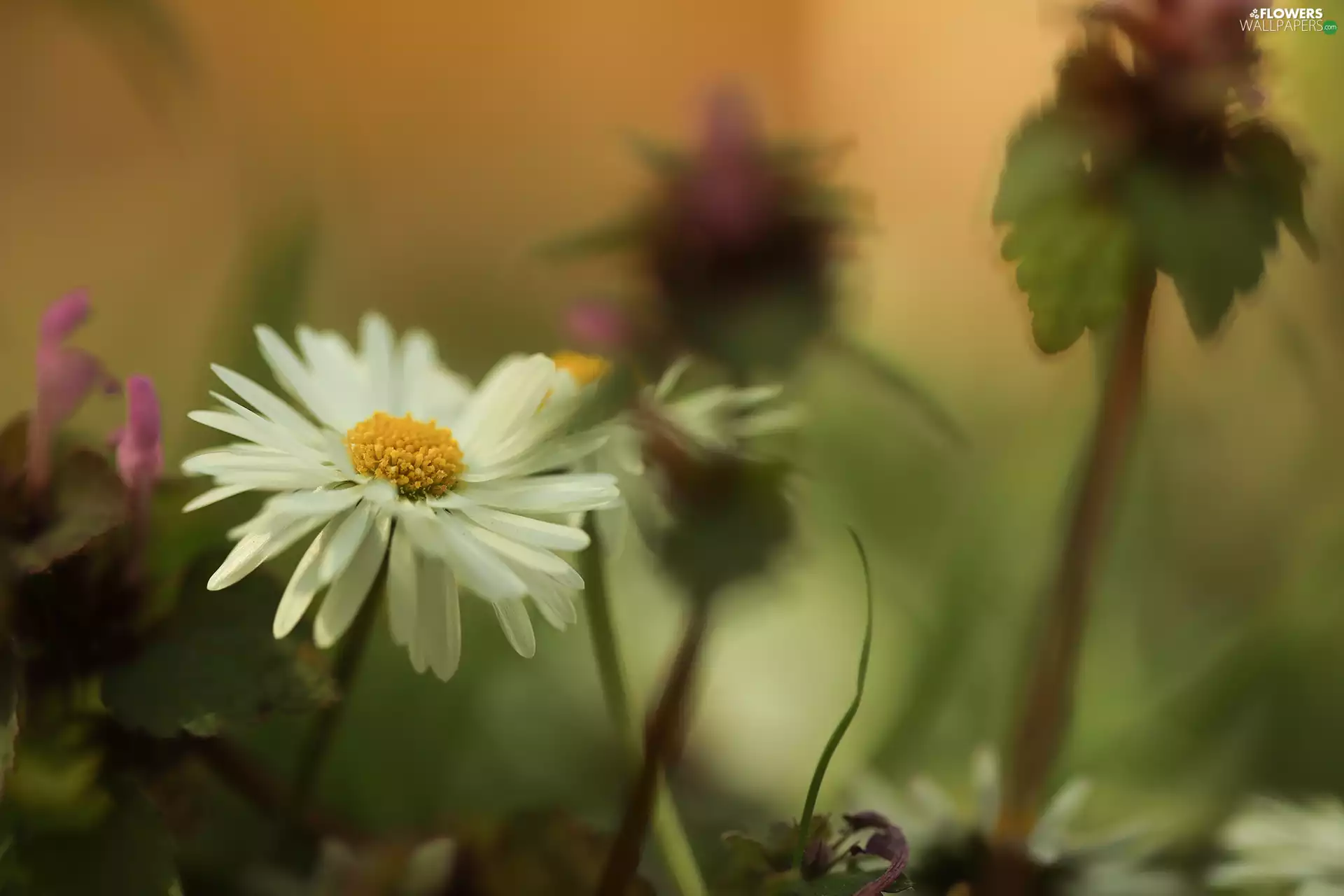daisy, Colourfull Flowers, blurry background, White