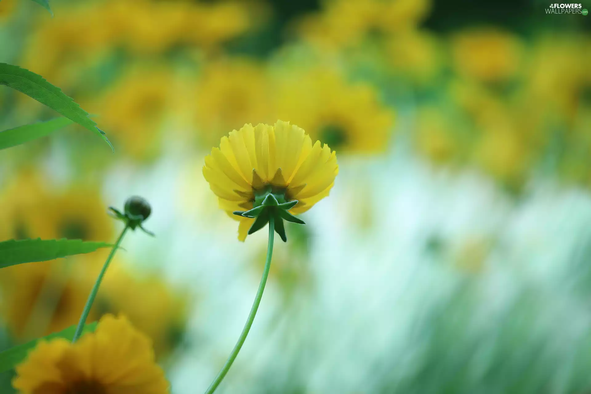 Coreopsis, Colourfull Flowers, blurry background, Yellow