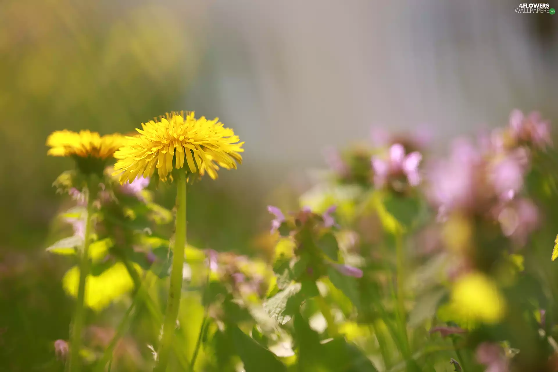 dandelion, Colourfull Flowers, blurry background, Yellow