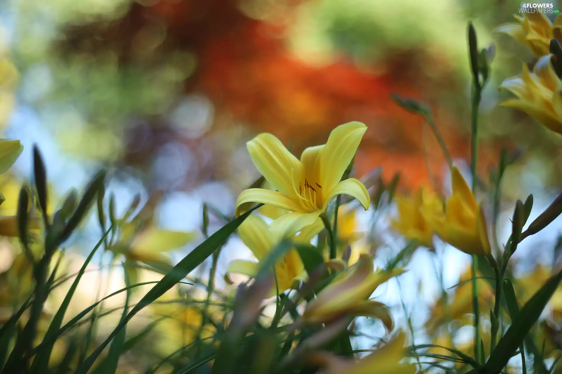 lily, Colourfull Flowers, blurry background, Yellow