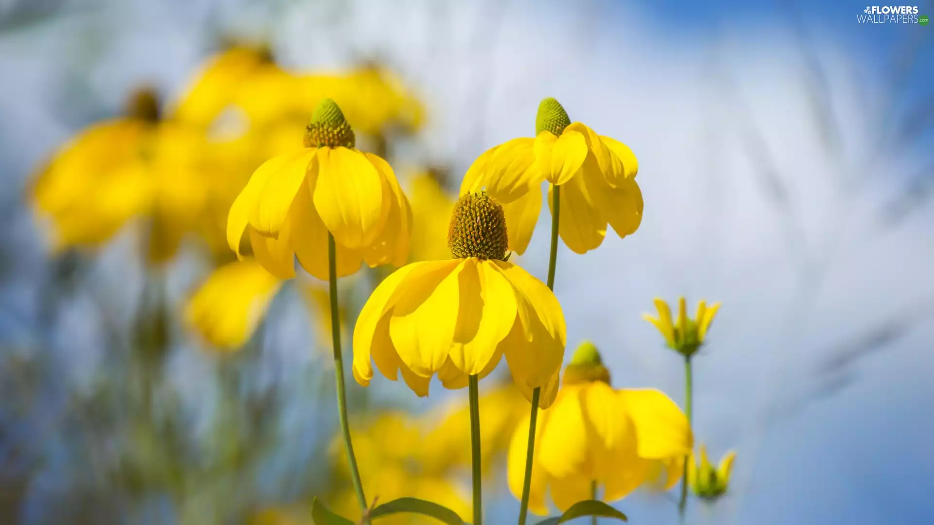 Yellow, Rudbeckia, blurry background, Flowers