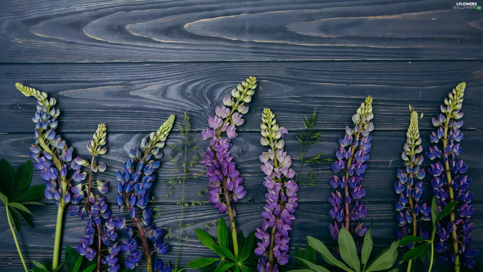 board, lupine, Flowers