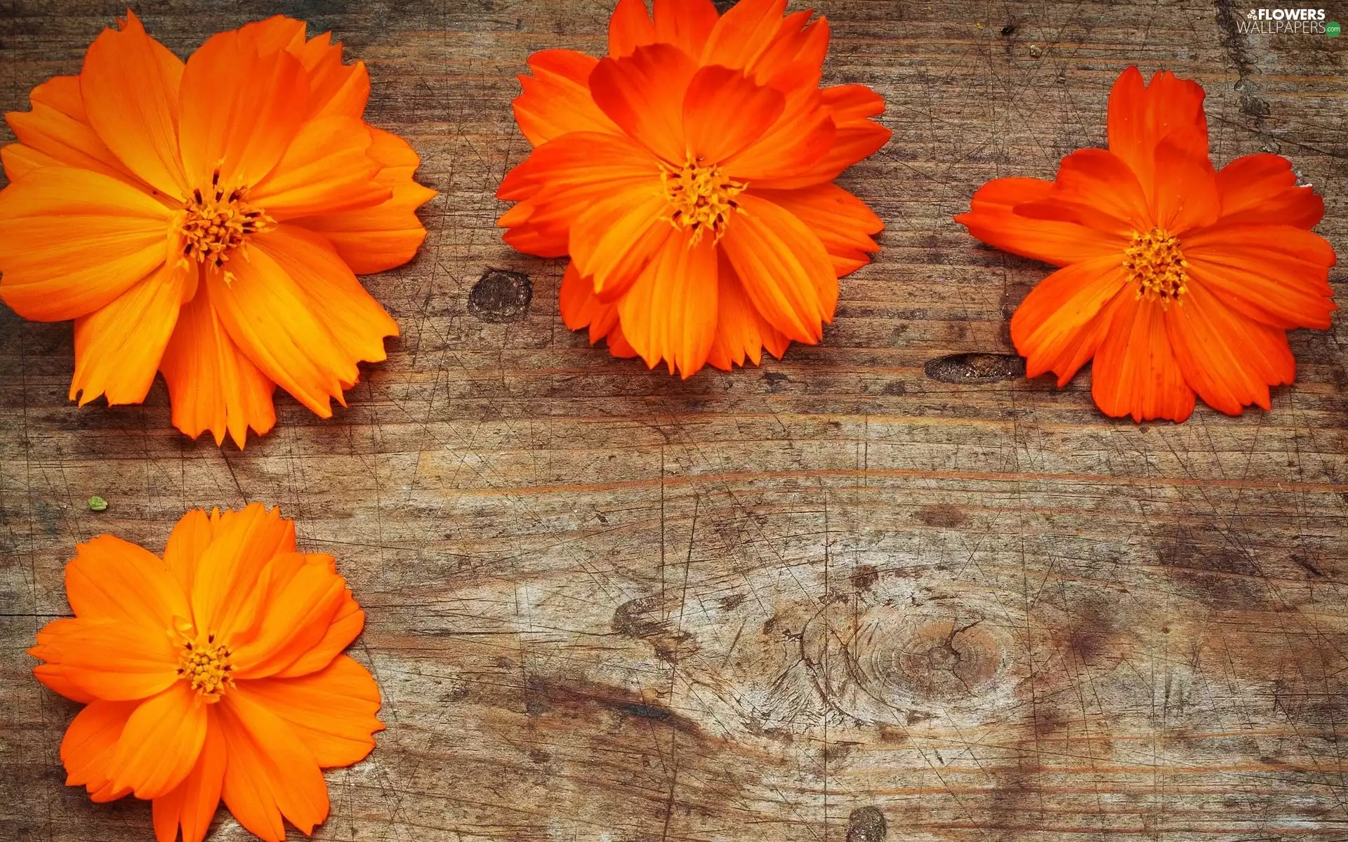 board, Orange, Flowers
