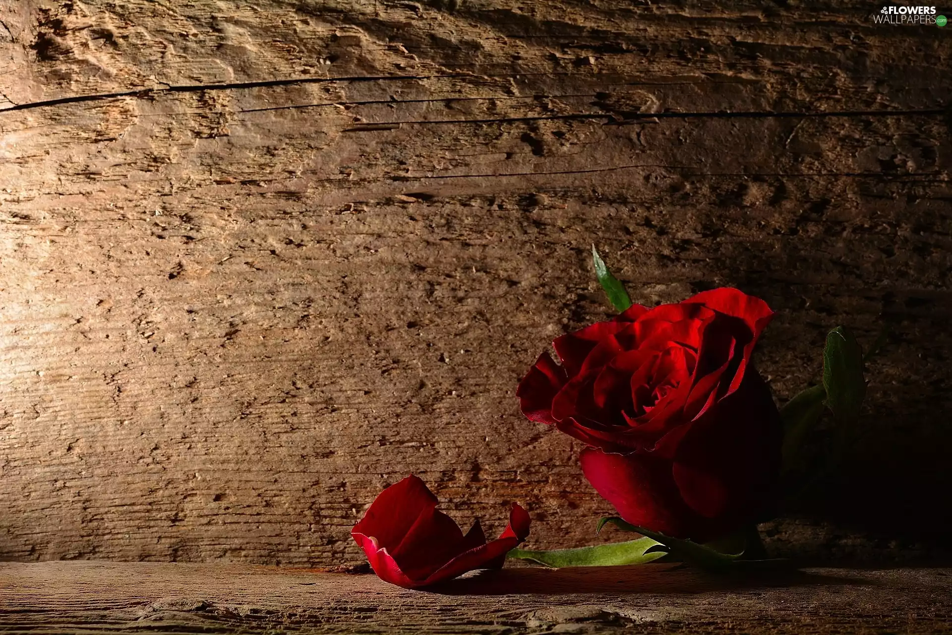 sun, rose, luminosity, ligh, red hot, flash, board