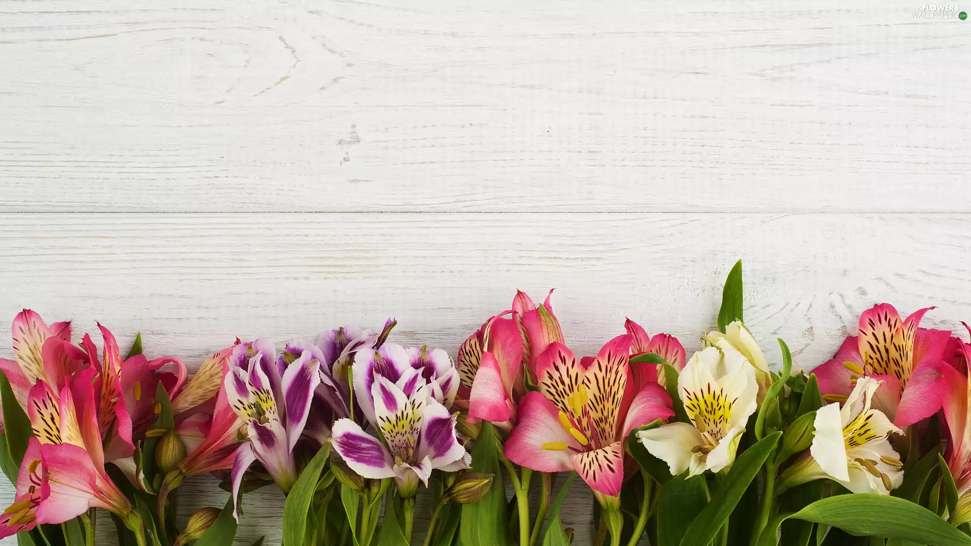 boarding, color, Alstroemeria