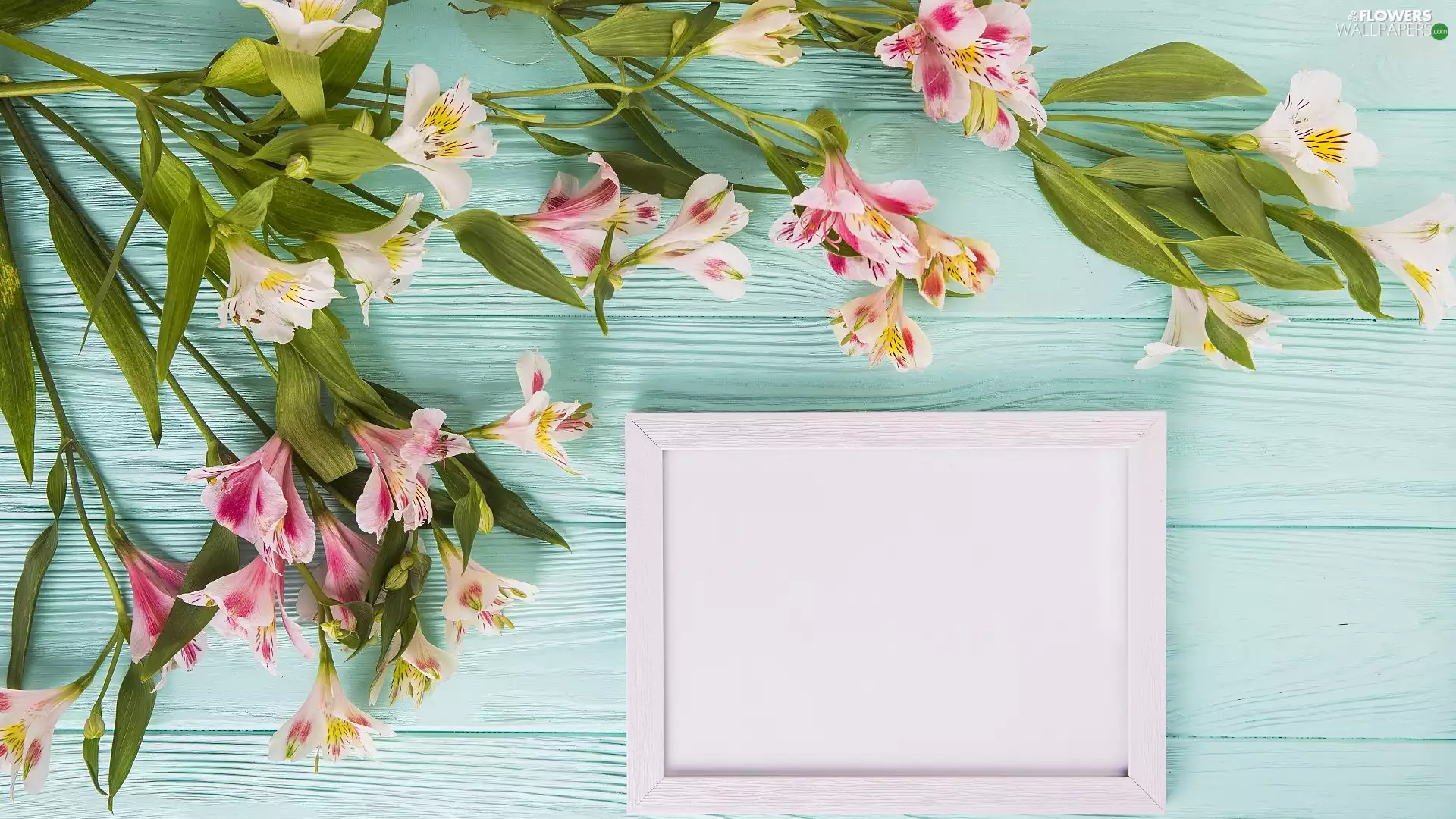 frame, boarding, Alstroemeria, Leaf, Flowers