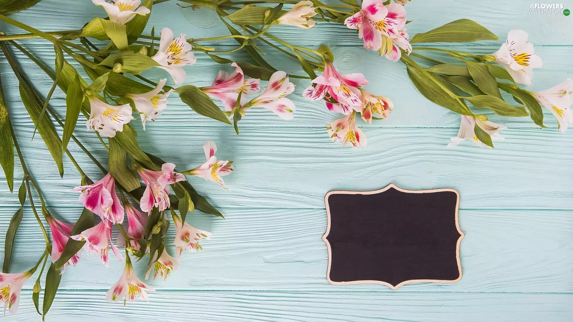 plate, boarding, Alstroemeria, Leaf, Flowers