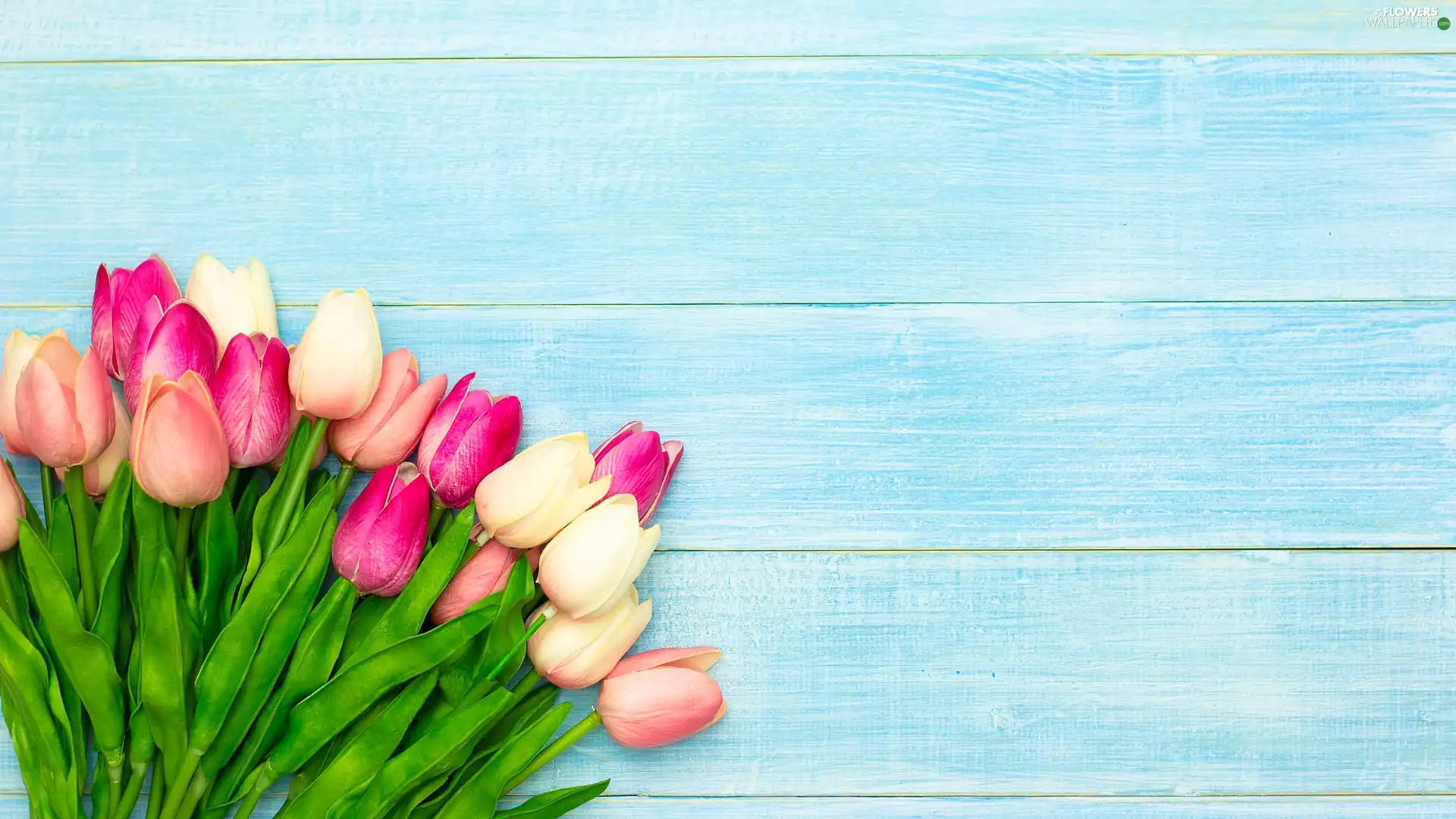 Blue, boarding, Artificial, Tulips, color