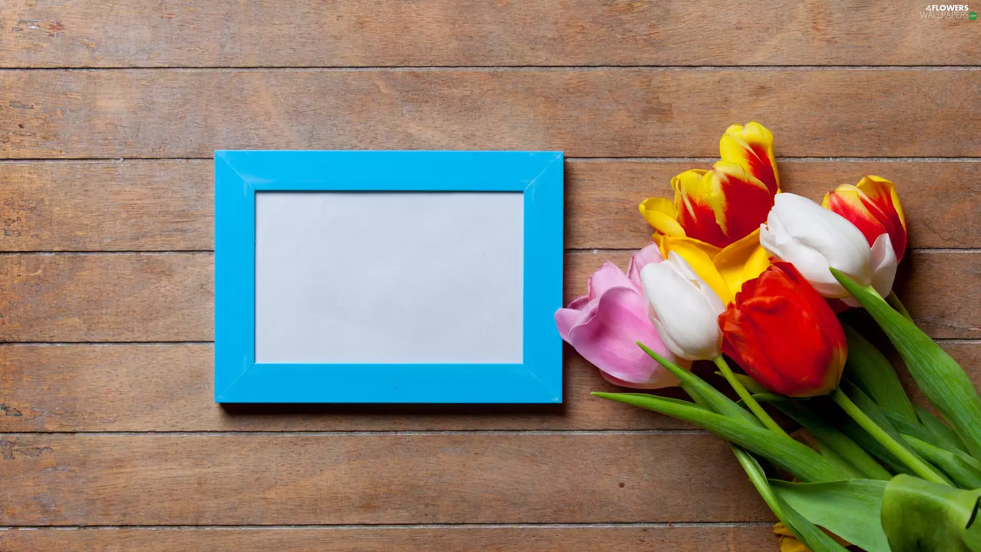 frame, plate, Tulips, boarding, color, Blue