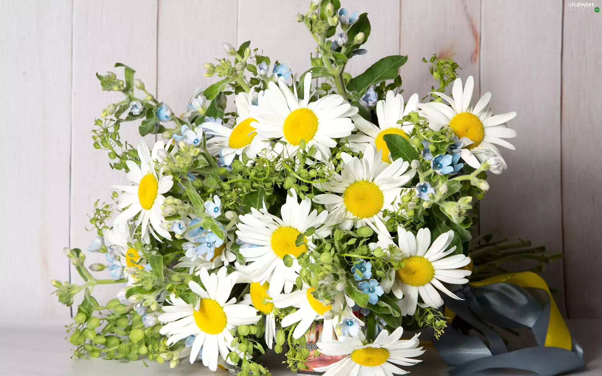 Ribbons, boarding, bouquet, daisy, Flowers