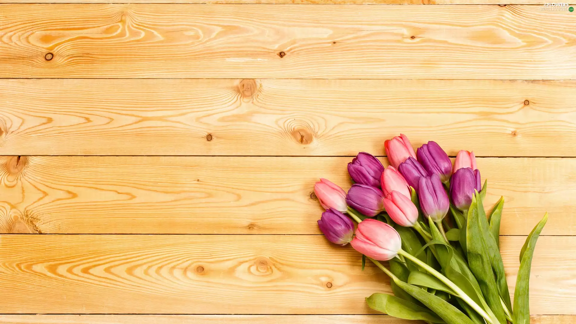 boarding, Tulips, bouquet