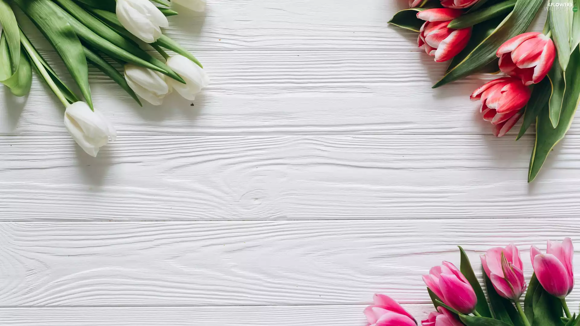 boarding, Tulips, Bouquets
