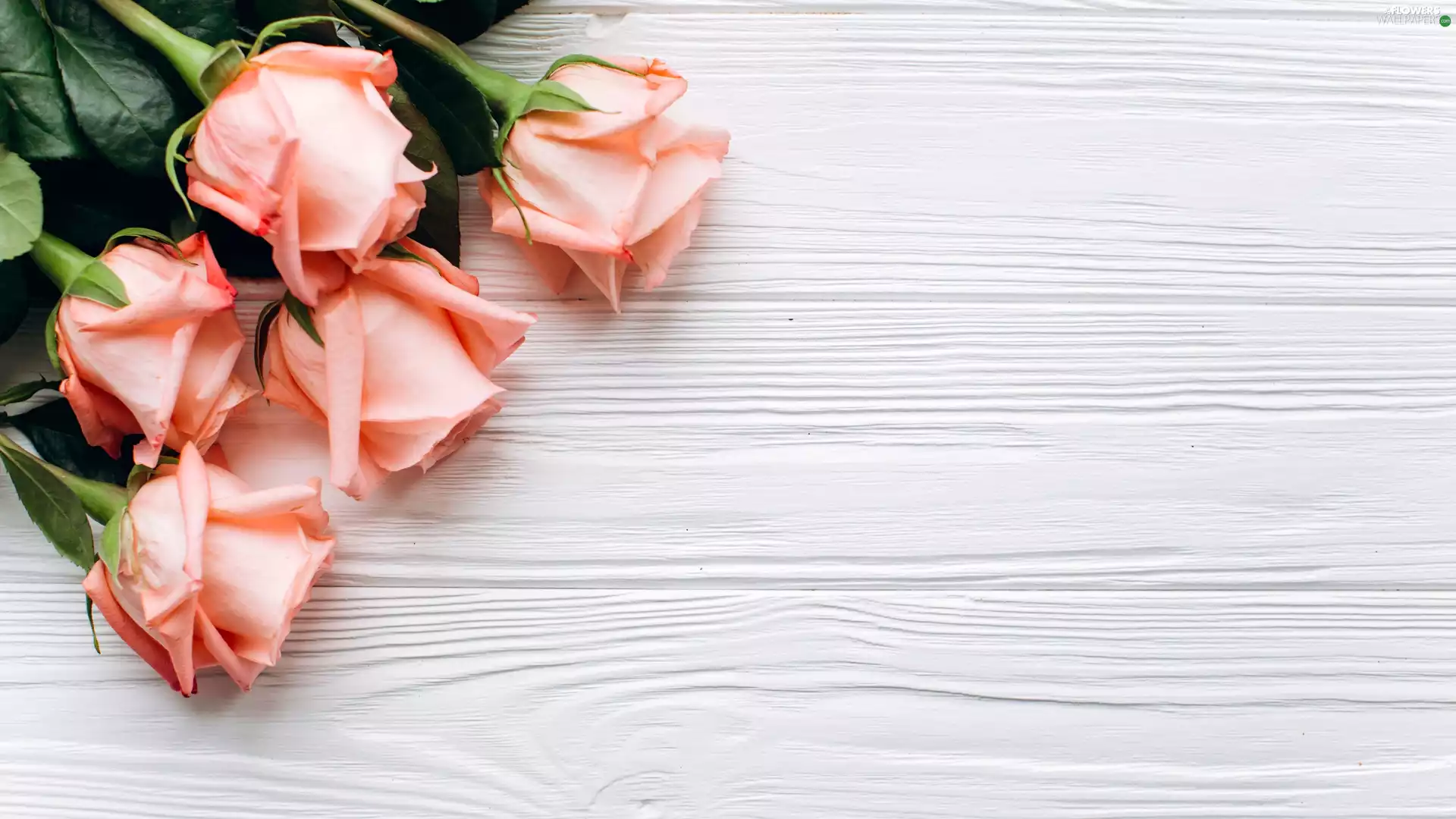 boarding, roses, Buds