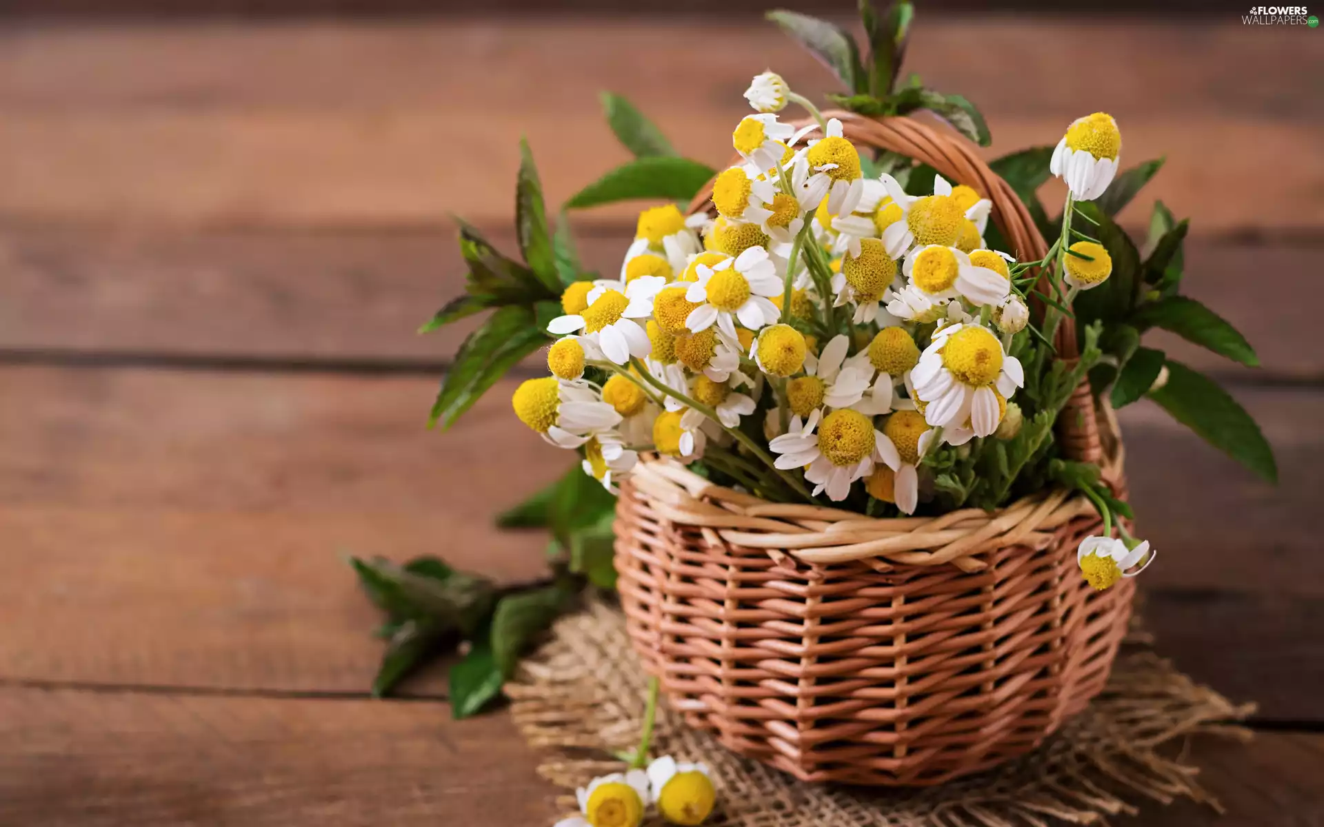 leaves, Flowers, napkin, boarding, basket, camomiles