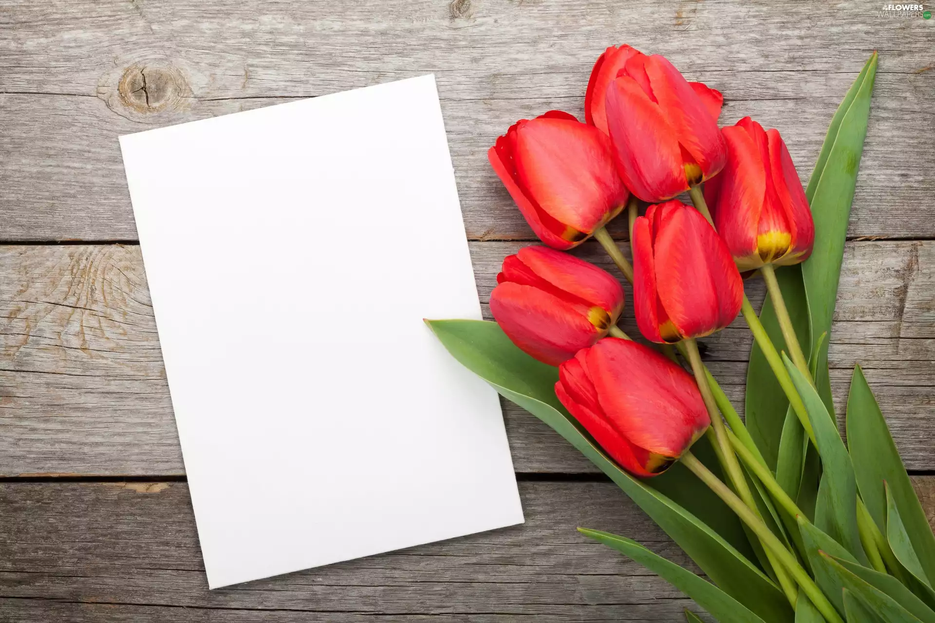 boarding, Tulips, card