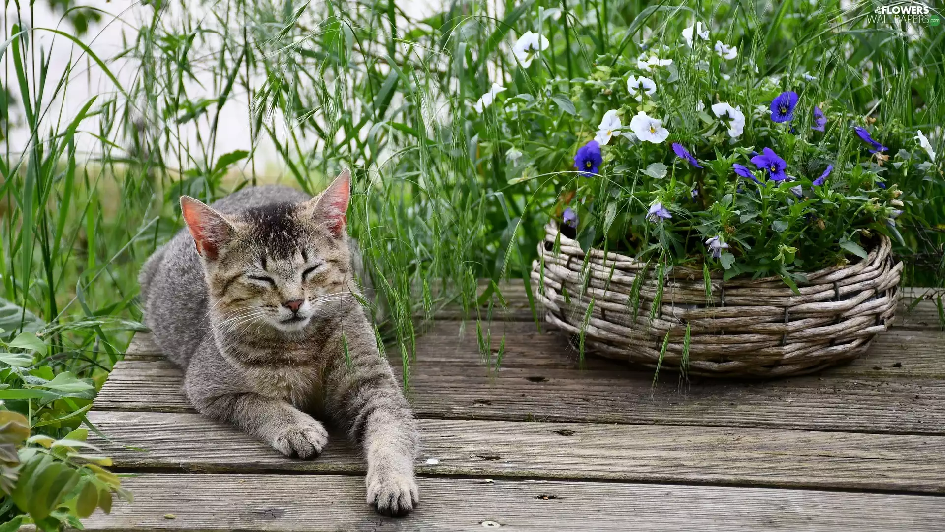 basket, dun, grass, boarding, pansies, cat