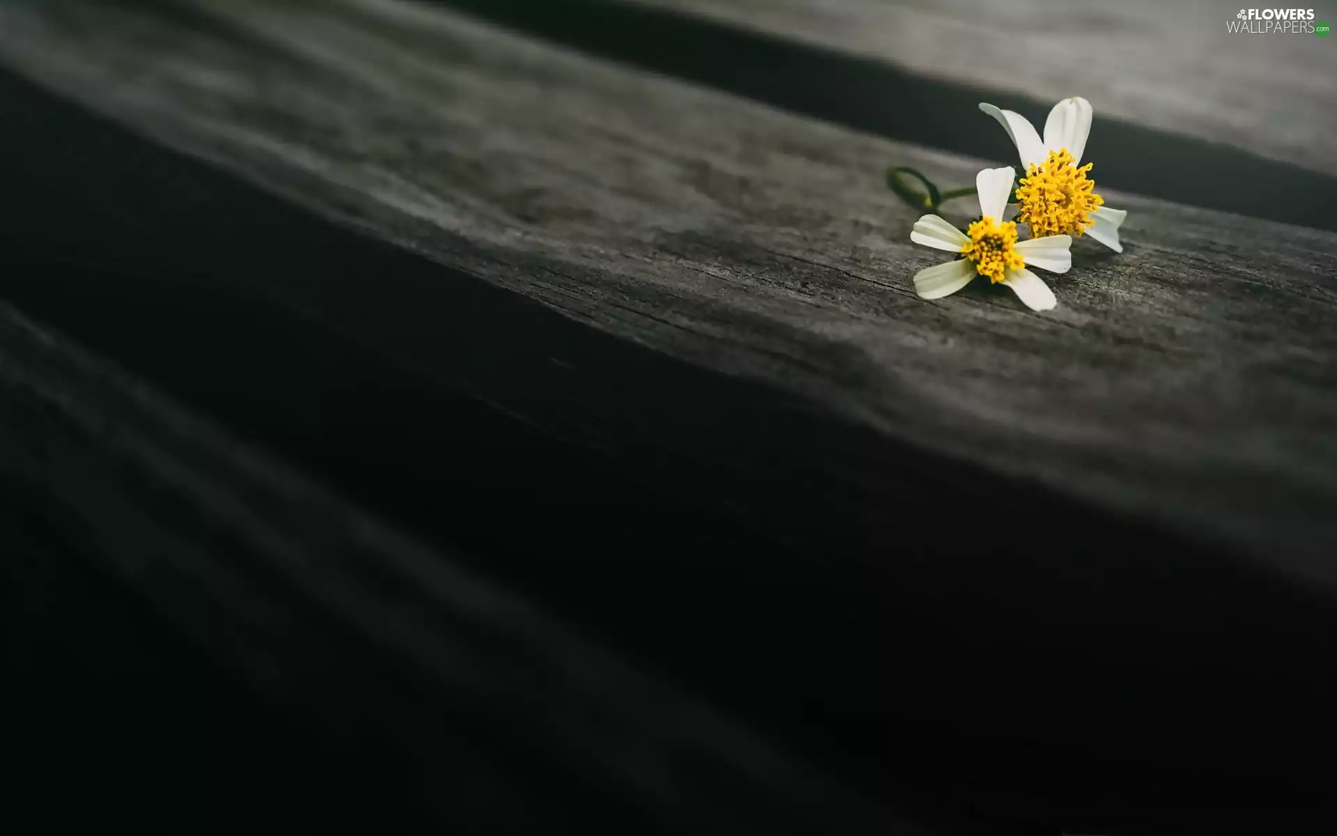 boarding, Flowers, chamomile