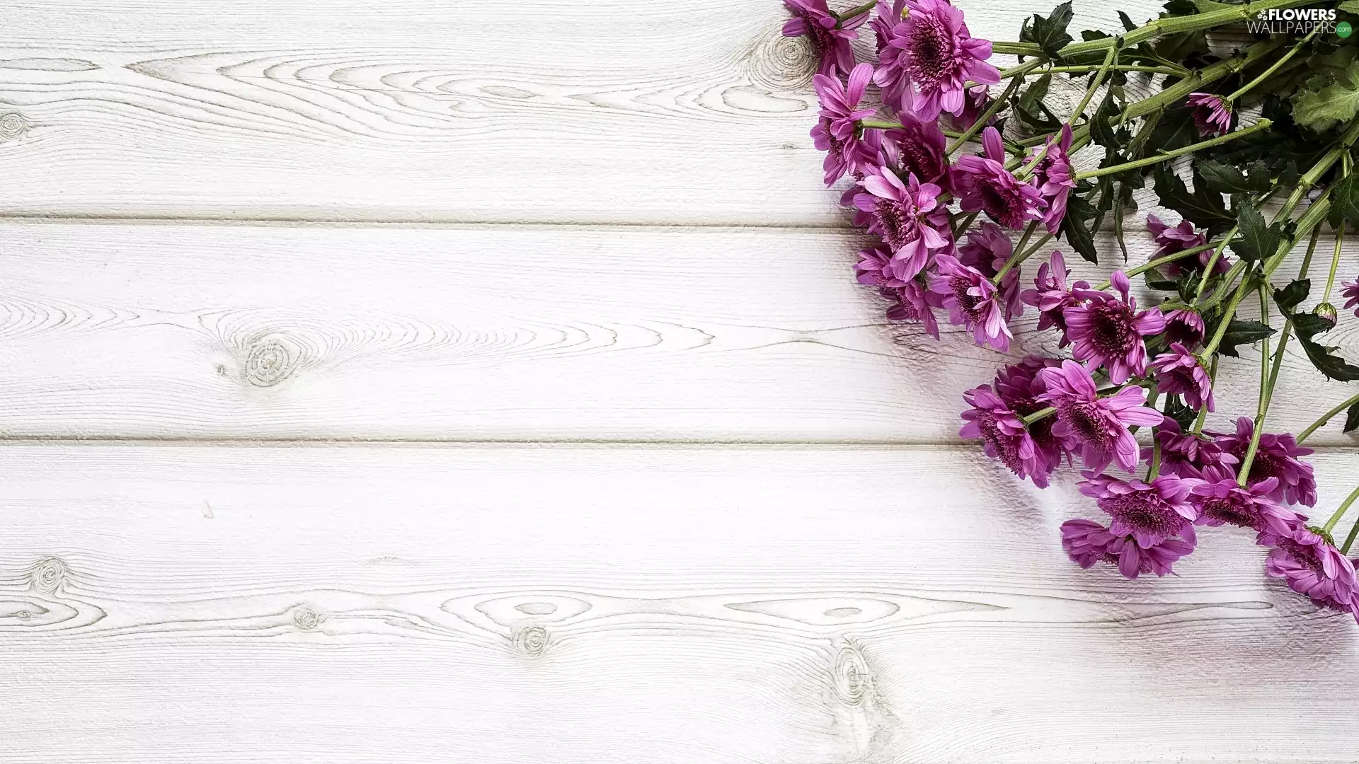 boarding, purple, Chrysanthemums