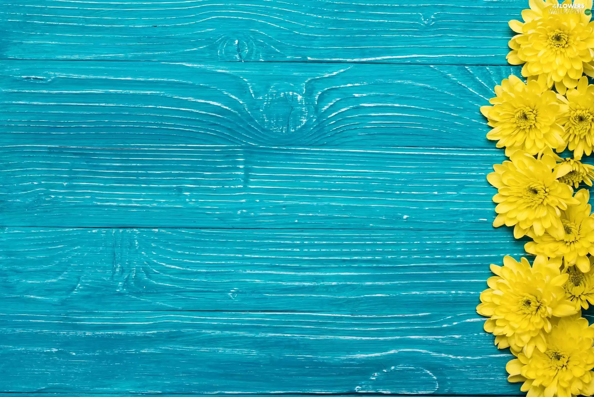 boarding, Yellow, Chrysanthemums