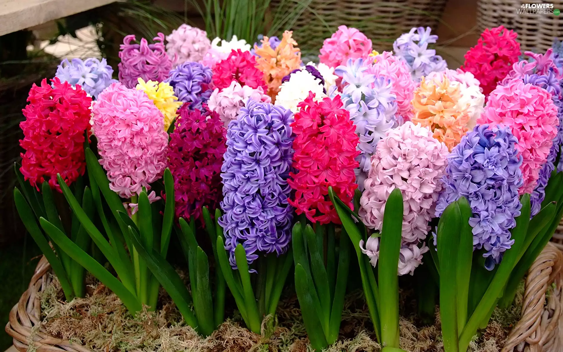 basket, boarding, color, Hyacinths, Flowers